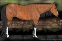 Horse Color:Bay  Brindle