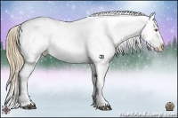 Horse Color:Buckskin Appaloosa 