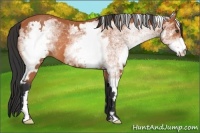 Horse Color:White Spotted Bay Frame