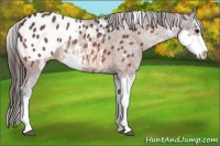 Horse Color:Bay Sabino Appaloosa 
