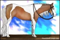 Horse Color:Silver Bay Tobiano