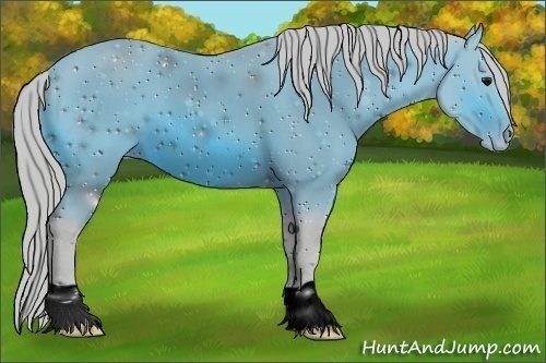 Horse Color:ERROR: UNKNOWN ANOMALY