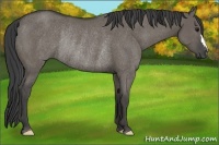 Horse Color:Smoky Grullo Rabicano 