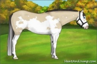 Horse Color:Classic Champagne Roan Dun Splash Frame 