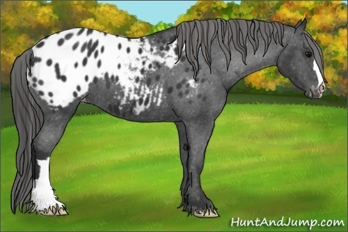 Horse Color:Black Appaloosa