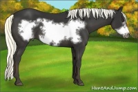 Horse Color:Liver Chestnut Frame 
