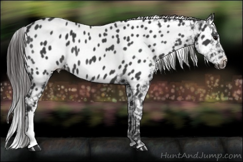Horse Color:Black Appaloosa 