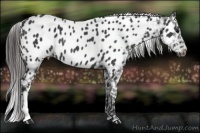 Horse Color:Black Appaloosa
