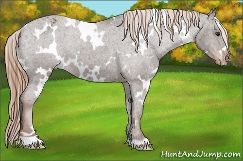 Horse Color:White Spotted Liver Chestnut Varnish