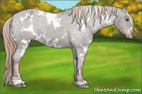 Horse Color:White Spotted Liver Chestnut Appaloosa 