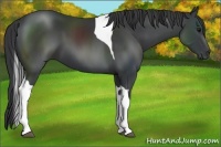Horse Color:Black Tobiano