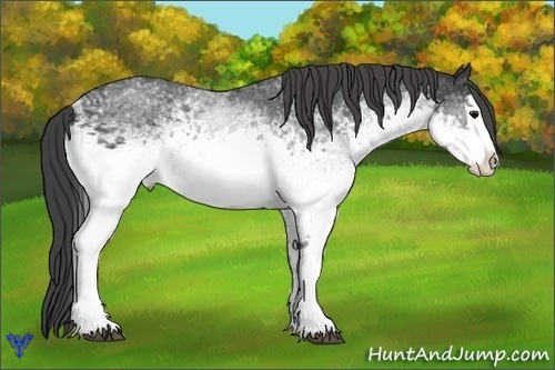 Horse Color:White Spotted Smoky Black Splash