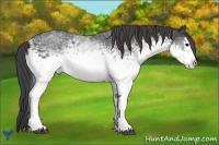 Horse Color:White Spotted Smoky Black Splash 