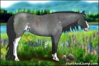Horse Color:Blue Roan Sabino