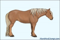 Horse Color:Red Roan 