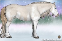 Horse Color:Chestnut Splash Appaloosa 