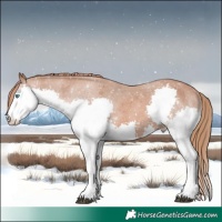 Horse Color:Chestnut Splash Appaloosa 