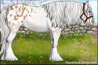 Horse Color:Silver Bay Splash Frame Appaloosa 
