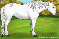 Horse Color:Chocolate Palomino Roan Appaloosa