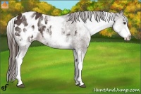 Horse Color:White Spotted Liver Chestnut Appaloosa