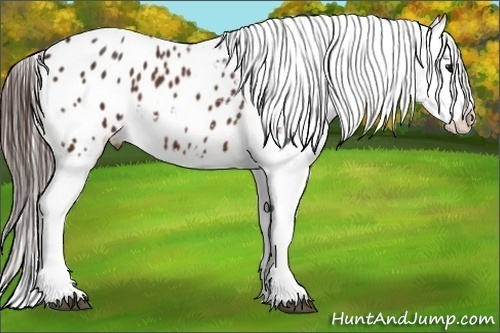 Horse Color:Bay Splash Appaloosa 