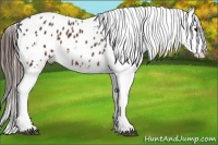 Horse Color:Bay Splash Appaloosa
