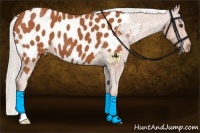Horse Color:Silver Bay Appaloosa 
