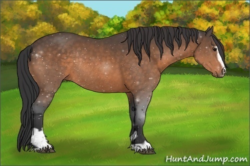 Horse Color:Buckskin Sabino Rabicano 