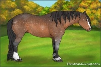 Horse Color:Buckskin Sabino Rabicano 