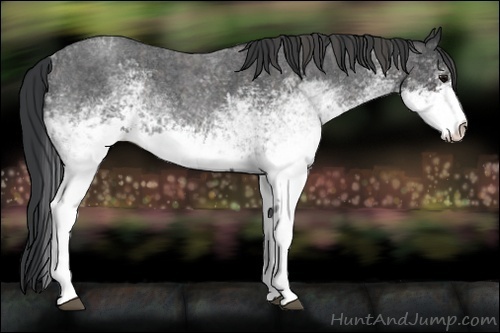 Horse Color:White Spotted Blue Roan Rabicano Brindle