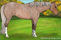 Horse Color:Silver Bay Roan