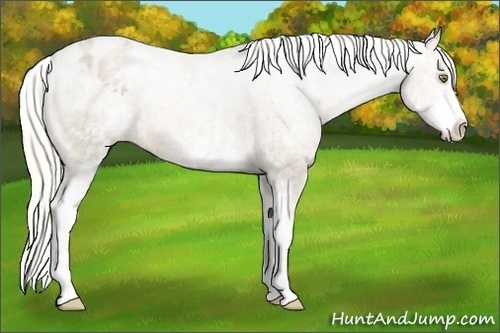 Horse Color:White Spotted Liver Chestnut Pearl Appaloosa 