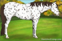 Horse Color:Liver Chestnut Ice Appaloosa