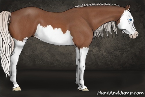 Horse Color:Silver Bay Roan Splash 