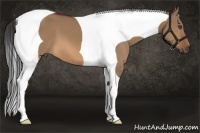 Horse Color:Bay Dun Tobiano Frame