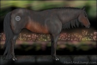 Horse Color:Brown Rabicano Brindle