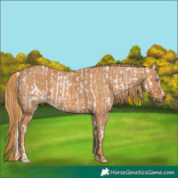 Horse Color:Buckskin Roan Pearl Appaloosa  Brindle
