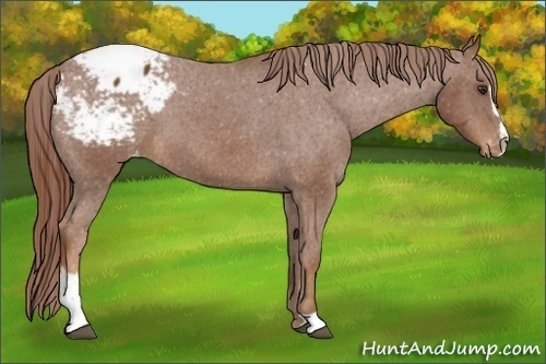 Horse Color:Chestnut Sabino Varnish
