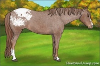 Horse Color:Chestnut Sabino Appaloosa