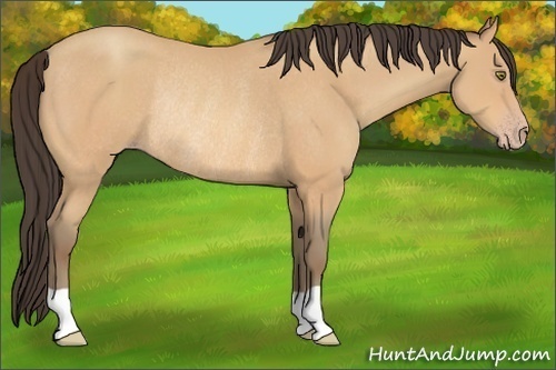Horse Color:Amber Champagne Rabicano 