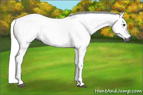 Horse Color:Gray Bay Dun Tobiano 