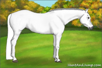 Horse Color:Gray Bay Dun Tobiano