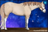 Horse Color:Buckskin Pearl Splash 