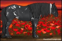 Horse Color:White Spotted Black