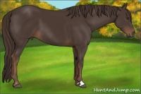 Horse Color:Liver Chestnut Sabino 
