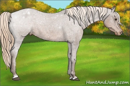 Horse Color:Liver Chestnut Sabino Appaloosa 