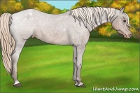 Horse Color:Liver Chestnut Sabino Varnish 