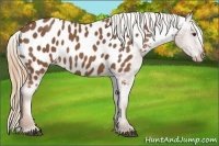 Horse Color:Chestnut Appaloosa 