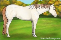 Horse Color:White Spotted Classic Cream Champagne Pearl Dun Sabino