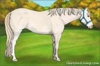 Horse Color:White Spotted Perlino 